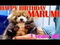 【レッサーパンダ】円実成長記 〜1〜 Happy birthday MARUMI
