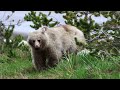 Nakoda the white grizzly bear of banff national park