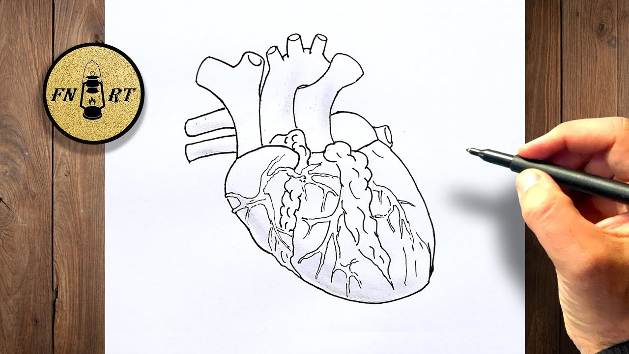How to draw a human heart step by step easy - YouTube