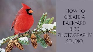Backyard Bird Photography Studio