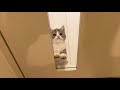 飼い主が外出しちゃうのを察知した子猫の反応がかわいすぎました…
