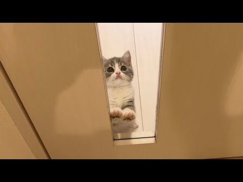 飼い主が外出しちゃうのを察知した子猫の反応がかわいすぎました…