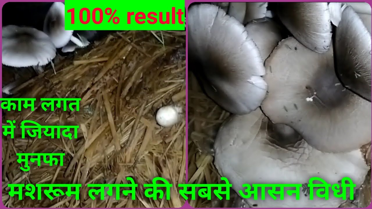 mushroom ki kheti मशरुम घर पर कैसे उगाए कम खर्च में YouTube