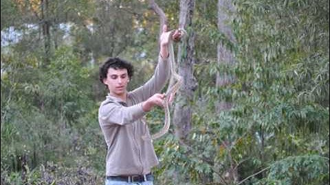 Biggest Australian Snake, Scrub Python, Very Big