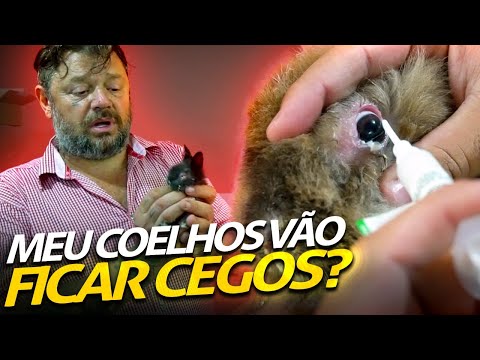 Vídeo: 3 maneiras de saber se o seu coelho tem olhos lacrimejantes