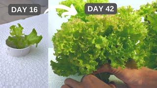 Forget Store-Bought! Grow Your Own Delicious Lettuce for Less Than $20 and harvest in 42 days. by Tony's Exploration- Home & Garden 3,362 views 11 months ago 3 minutes, 23 seconds