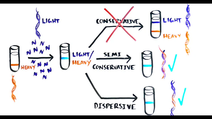 THE MOST BEAUTIFUL EXPERIMENT IN BIOLOGY: Meselson & Stahl, The Semi-Conservativ...  Replication of DNA