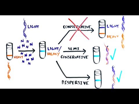 Video: Differenza Tra Replica Conservativa Semiconservativa E Dispersiva