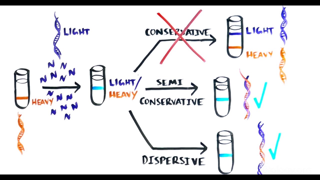 What Would Happen If Dna Replication Was Conservative?