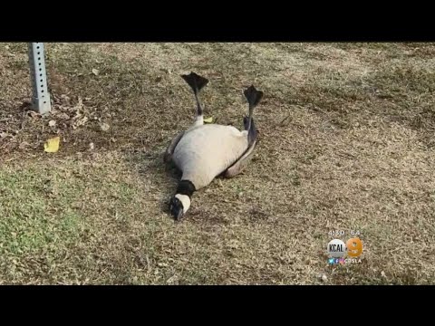 Goose, Gull Recovering After Eating Prescription Pills Dumped At Huntington Beach Park