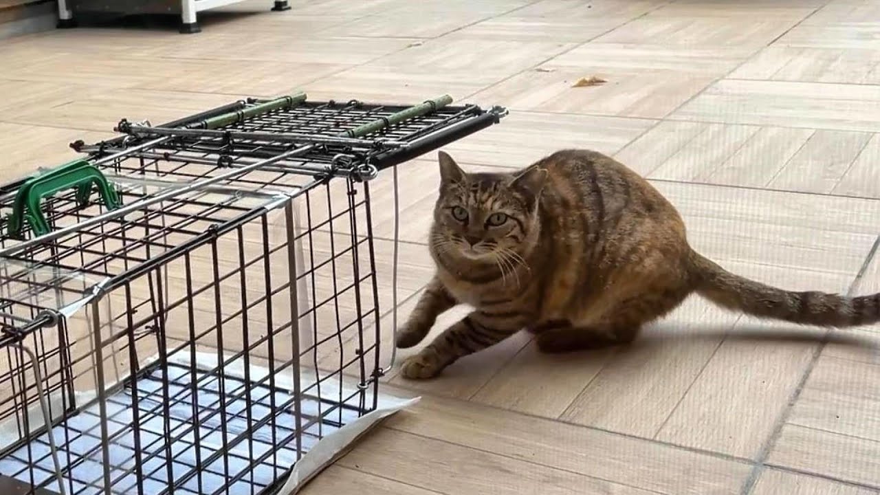 Rin-chan was a lonely kitten. Here's what she looked like on the