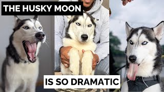 The Husky Moons most DRAMATIC moments! (HES SO FUNNY)