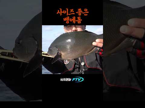 사이즈 좋은 남녀군도 벵에돔 #갯바위낚시 #찌낚시 #남녀군도