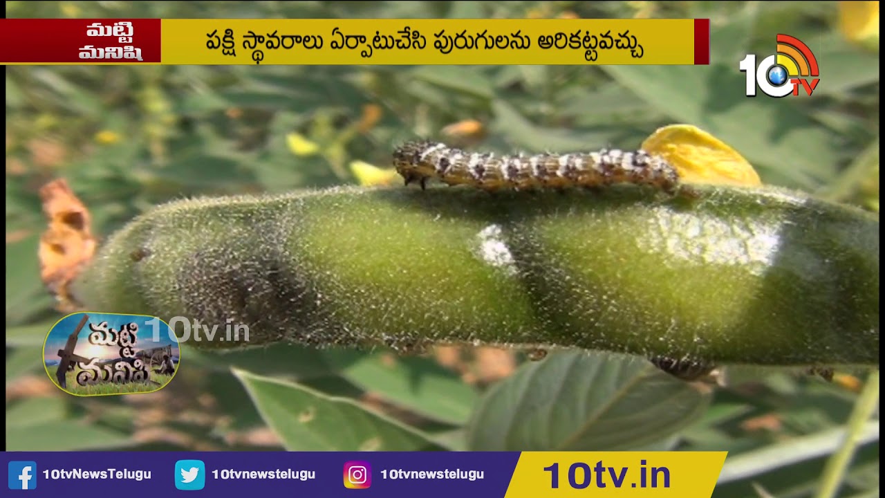 ఎల్.ఆర్.జి-52 కంది రకంతో అధిక దిగుబడి | Huge Profits In Toor Dal Cultivation | Matti Manishi | 10TV