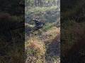Random spot for a gator…or maybe not