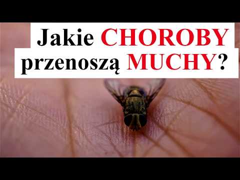 Wideo: Jakie Choroby Przenoszą Muchy?