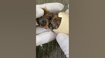 Saved life of Stuck baby chick