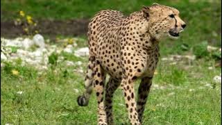 Cheetah Predator No Copyright Background Nature Video - Free Stock Footage