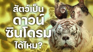 สารคดี 10 นาที - สัตว์เป็นดาวน์ซินโดรมได้ไหม?