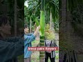 Areca palm  do you know this plant satisfying short