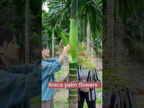 Video: Tumbuhan Areca Palma - Cara Menanam Areca Palm Houseplant