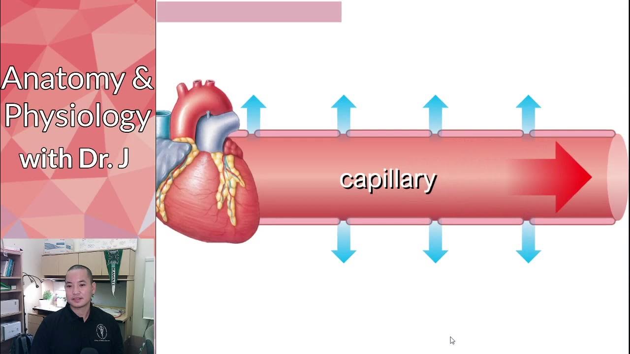 PHYL 142 Vascular Capillary Hydrostatic Pressure (CHP) YouTube
