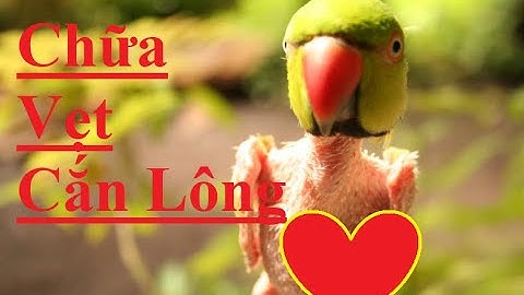 Hướng dẫn chữa Vẹt Tự Nhổ Lông Vẹt Bị Stress Trầm Cảm