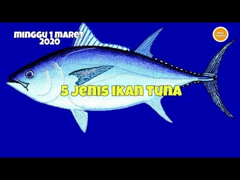 Video: Keragaman Genetik Tuna Atlantik Bluefin Di Laut Mediterania: Wawasan Dari SNP Selebar Genom Dan Mikrosatelit