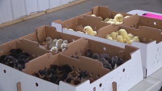 Local hatchery overwhelmed as people look to raise own chickens as egg prices soar