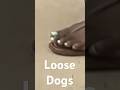 Loose Dogs At The Store Dogs Funny Feet Loose Dogs At The Store Dogs Funny Feet