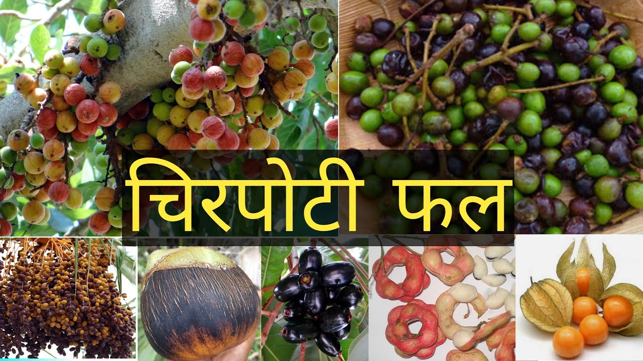 फलों के नाम छत्तीसगढ़ी में