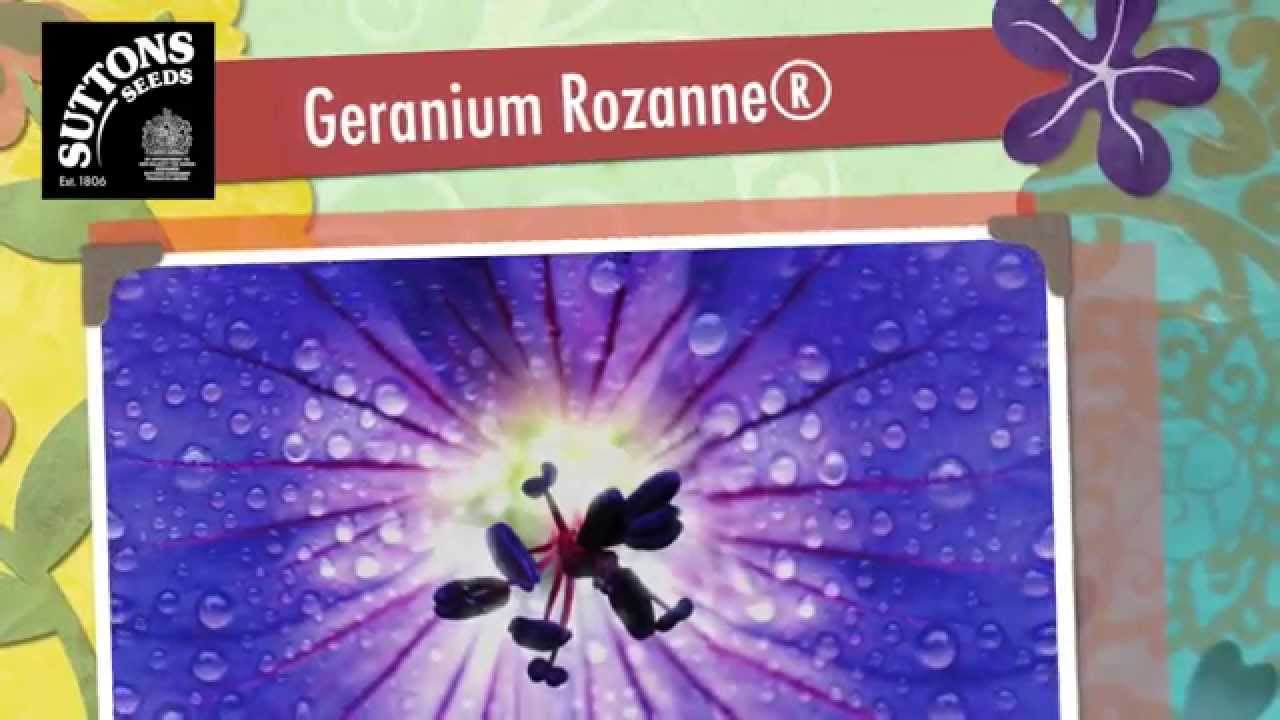 Suttons Seeds - Geranium Rozanne - YouTube