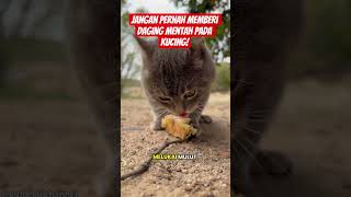 Jangan pernah memberi daging mentah pada kucing #kucing #hewan #binatang #faktaunik #faktamenarik