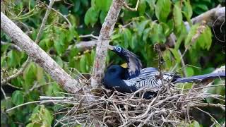 Anhinga nesting