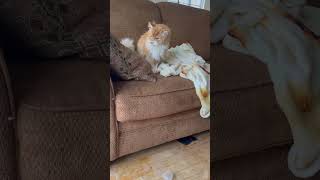 Cat smacks a plastic cup #cat #cutecat