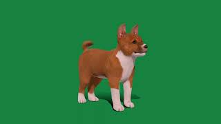 Basenji Puppy Dog by Nyilonelycompany 30 views 7 days ago 44 seconds