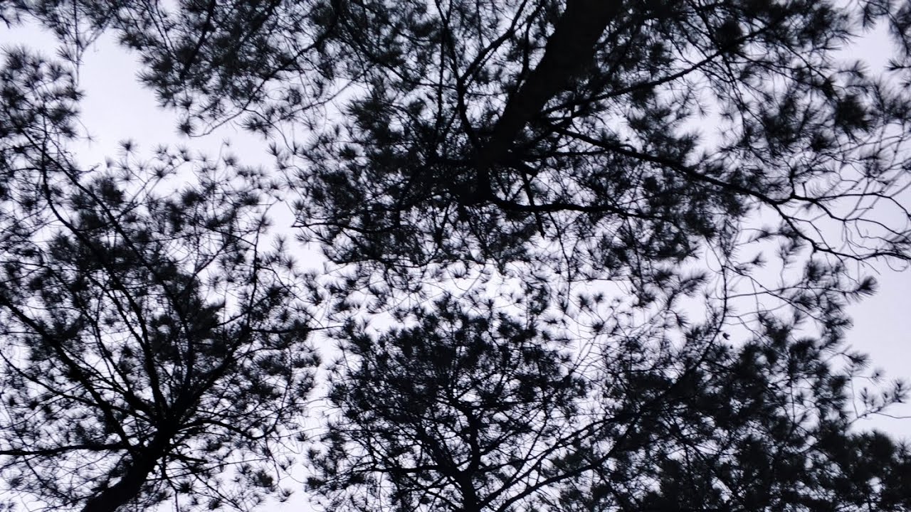 Ngabisin 1 jam buat dapatin skin🤦🤦