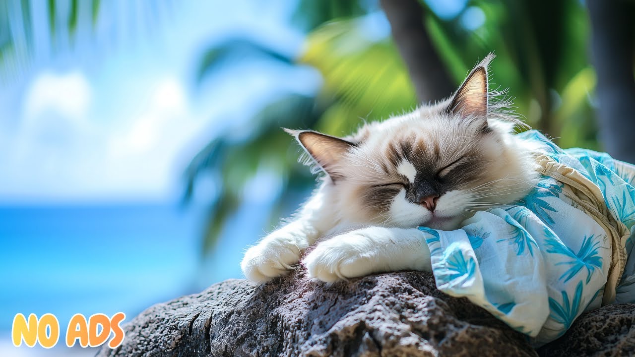 12 часов музыки для снятия тревоги у кошек 🐱 Музыка для снятия стресса у тревожных кошек 🌿 Без рек