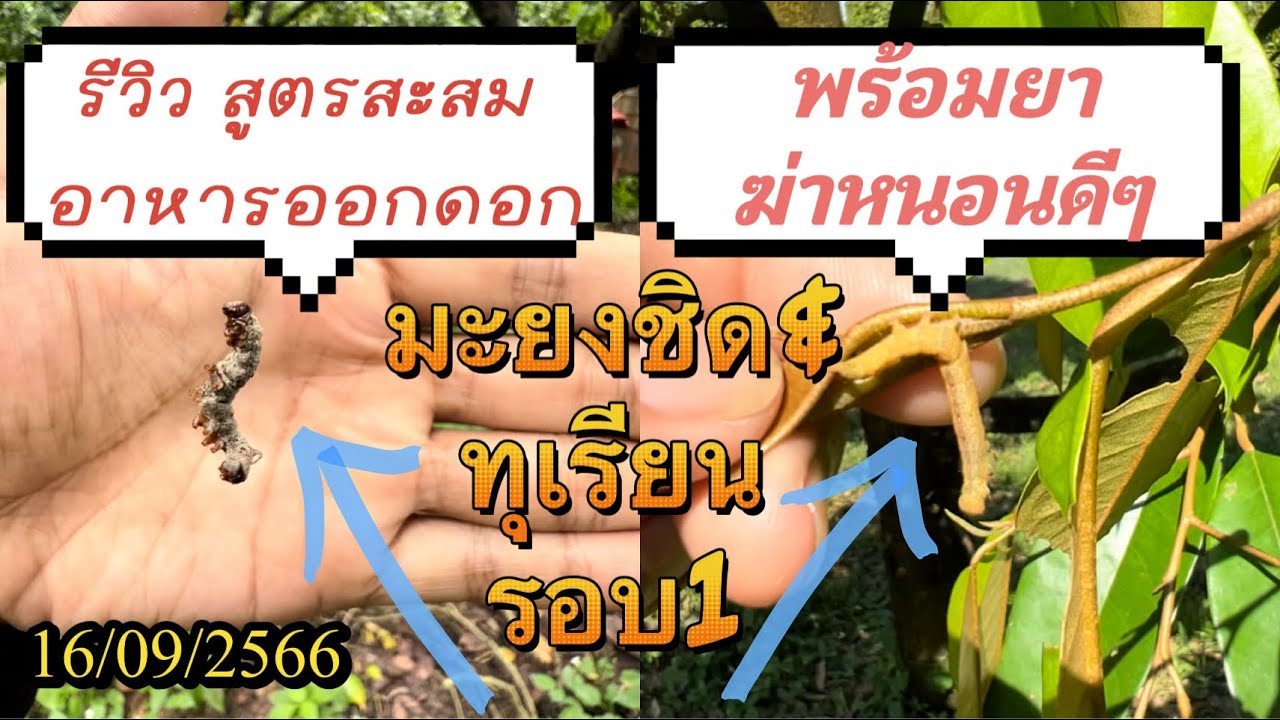 สูตรปุ๋ย ทางใบ สะสมเพื่อออกดอก ยากำจัดแมลง ในมะยงชิด&ทุเรียน