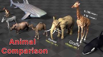 Animal Size and Lifespan Comparison  in 3D Video