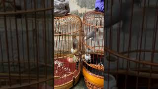 Download Lagu prenjak kepala merah / prenjak tamu tarung MP3