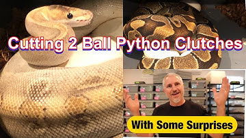 Cutting 2 Ball Python Clutches with Some Surprises