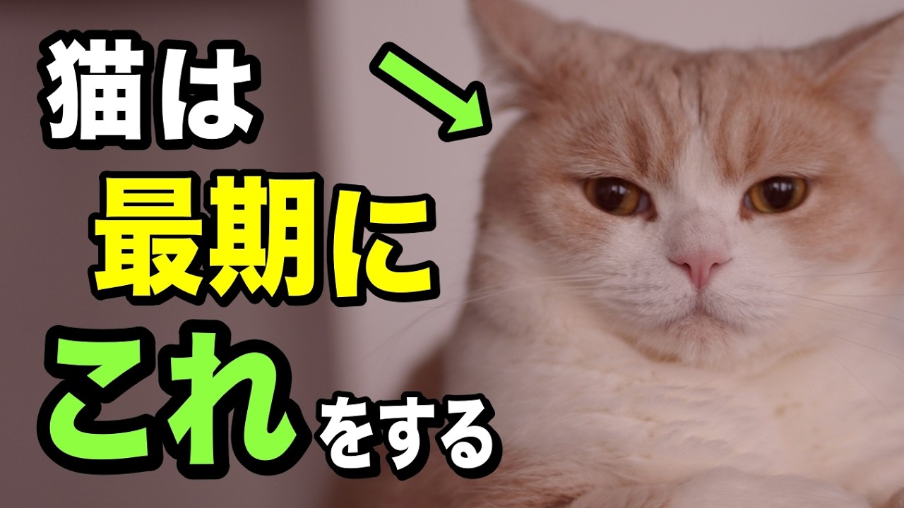 猫が亡くなる前に飼い主に見せる行動を獣医師が解説します