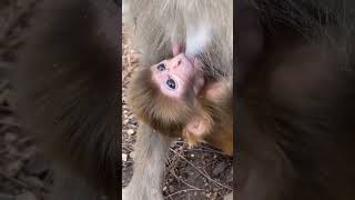 bayi monyet sangat bahagia dengan pentil ibunya😂