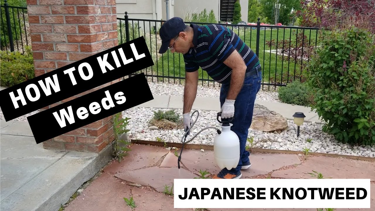 How To Kill Weeds/Japanese Knotweed In Lawn For Begineers/Do It