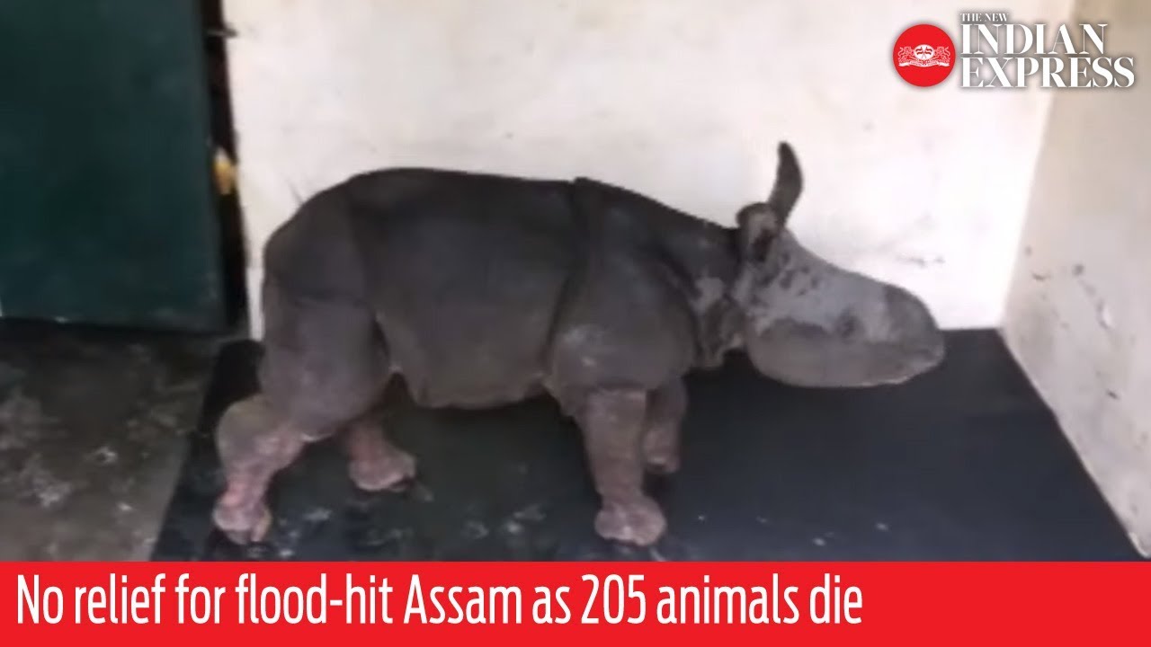 No relief for flood-hit Assam as 205 animals die in Kaziranga National Park