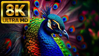 Kingdom of Animals Majestic (60fps) Ultra HD - ด้วยเสียงธรรมชาติที่มีสีสันสดใส