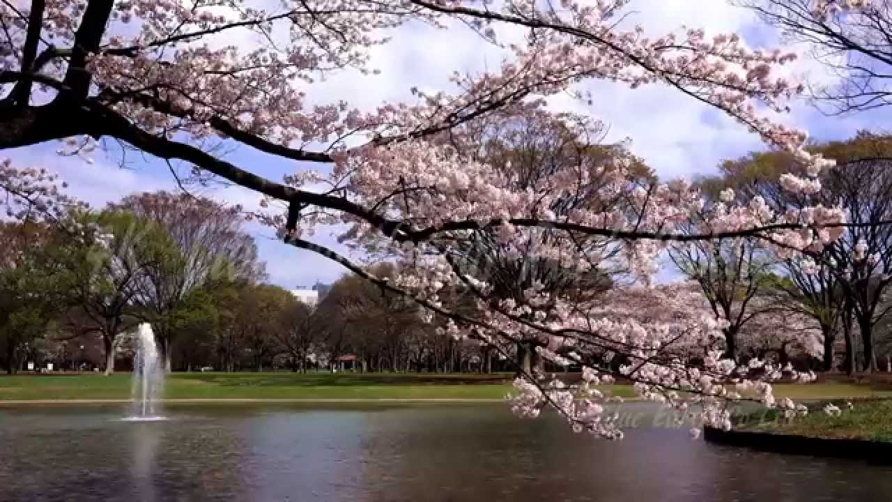 5 Tempat Tenang di Tokyo untuk Wisata