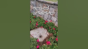 قران كريم ♥️بصوت جميل للشيخ ماهر المعيقلي سورة الزمر #المصحف #راحة_نفسية #اكسبلور#الرحمن #تصويري