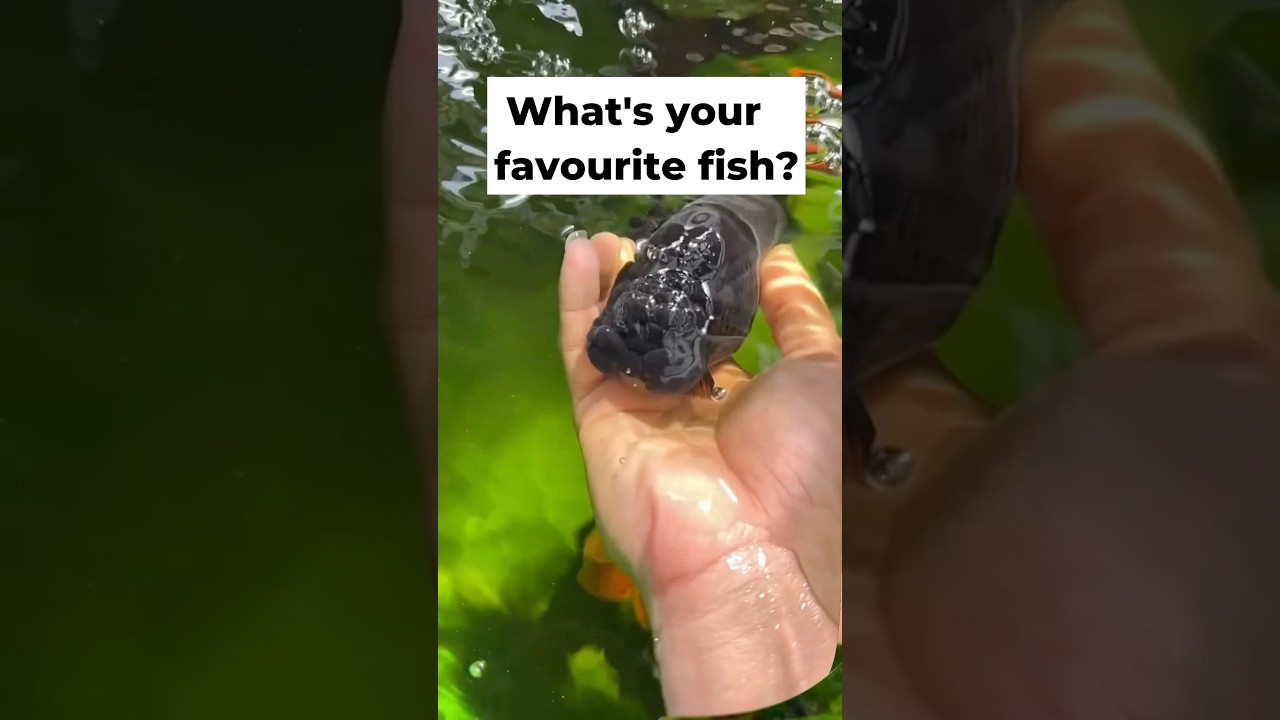 Comment your favorite fish! Aquarium shop in Pune.